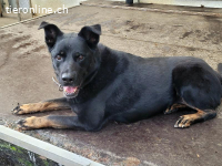 Leona, ca 10 Jahre, weibl, kastr, eine freundliche Hündin