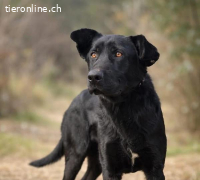 Leontin, bezaubernder Junghund
