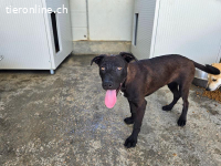 Lex: perfekt für aktive Familien