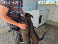 Lex: perfekt für aktive Familien