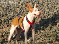 Lia, w./kastr., geb. 03/2018, Mischling, 47cm