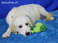 Lieber + sanfter Mambo sucht sein Zuhause