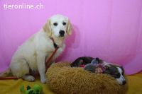 Lieber + sanfter Mambo sucht sein Zuhause