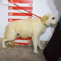 Lieber + sanfter Mambo sucht sein Zuhause