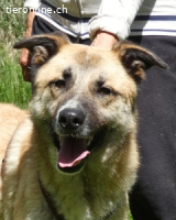 Life - ist einfach eine Seele von Hund