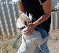 Lili-12, wundervoller Vierbeiner