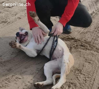 Lili-12, wundervoller Vierbeiner