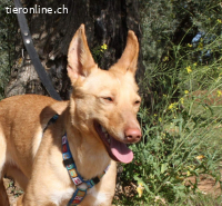 Lili – ein zartes Herz sucht Sicherheit