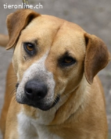 Lilli - und das Leben geht weiter....