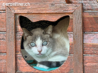 Lilly – ihre wunderschönen Augen schauen dir direkt ins Herz