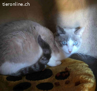 Lilly – ihre wunderschönen Augen schauen dir direkt ins Herz