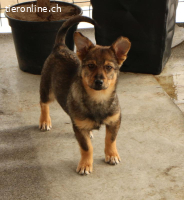 Lilly – kleine Kämpferin sucht grosses Herz ?