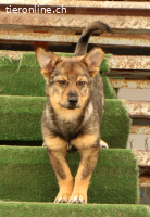 Lilly – kleine Kämpferin sucht grosses Herz