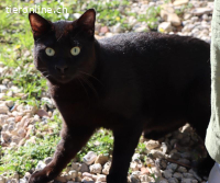 Lilo - Verspielter, liebevoller Charmeur mit Herz