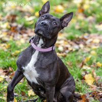 LINDA, liebe Hündin sucht ein Zuhause oder einen Pflegeplatz