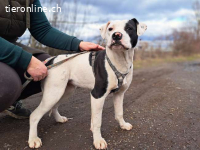 LINDSAY, liebenswertes Mischlingsmädchen, 6 Mo., 42cm, 16kg