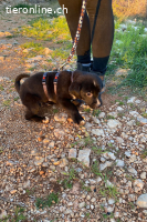 Lino (3 Monate)- Lakritznase wünscht sich ein Zuhause