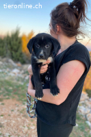 Lino (3 Monate)- Lakritznase wünscht sich ein Zuhause