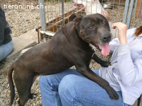 LIZA, lustige Mixomi, ca. 11J., 48cm, 21kg *Gnadenplatz *