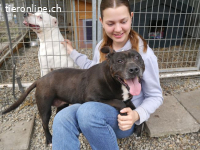 LIZA, lustige Mixomi, ca. 11J., 48cm, 21kg *Gnadenplatz *