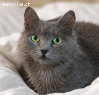 Lizzy sucht Menschen mit großem Herzen