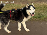 Loki sucht ein liebevolles Zuhause