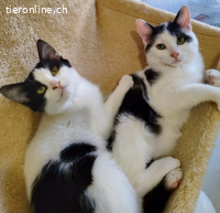 LOLITA & MOTCHI - ARME  BABYS DIE FAST VERHUNGERT WAEREN