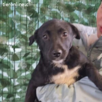 Lorette – ein Welpenherz, das spielen und dazugehören möchte