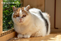 Lotta - die feine Katzendame