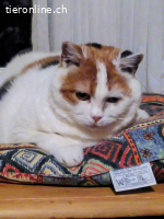 Lotta - die feine Katzendame