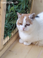 Lotta - die feine Katzendame