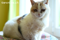 Lotta - die feine Katzendame