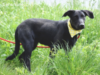Luan - Verspielter Rüde sucht aktives Zuhause