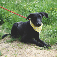 Luan - Verspielter Rüde sucht aktives Zuhause