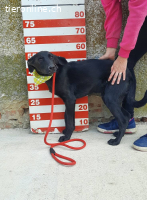 Luan - Verspielter Rüde sucht aktives Zuhause