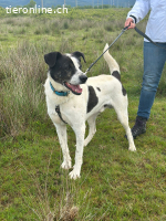 Luca sucht ein liebevolles Zuhause