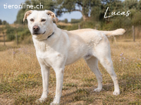 Lucas, ein temperamentvoller Bursche