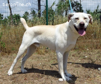 Lucas, ein temperamentvoller Bursche