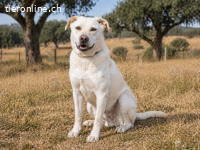 Lucas, ein temperamentvoller Senior
