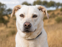 Lucas, ein temperamentvoller Senior