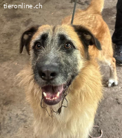 Lucas – lebensfroher Charakterkopf