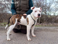 LUCIO, fröhlicher Mischlingsbub, ca. 6 Monate, 45cm, 19,1kg