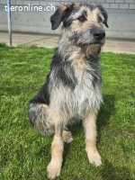 Lucio - ist auf Probe im neuen Zuhause