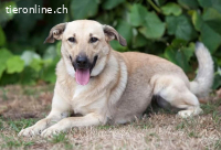 Lucky (ca. 8,5 J.) sehnt sich nach einem Für-immer-Zuhause