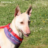 Lukas - der sanftmütige Jagdhund