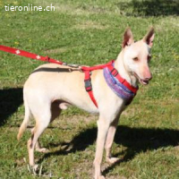 Lukas - der sanftmütige Jagdhund