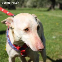 Lukas - der sanftmütige Jagdhund