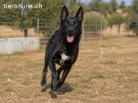 Luke, ein prima Kumpel