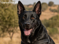 Luke, ein prima Kumpel