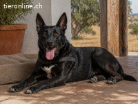 Luke, ein prima Kumpel